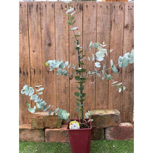 ユーカリ 苗の人気商品 通販 価格比較 価格 Com