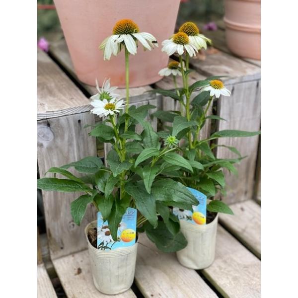 スリット鉢 白 苗の人気商品 通販 価格比較 価格 Com