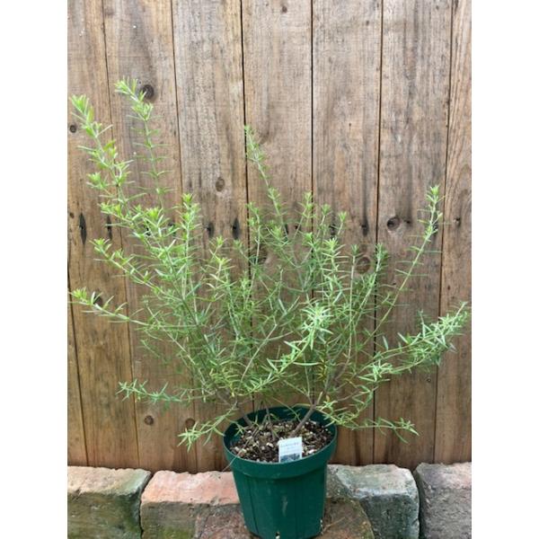 ローズ マリー ピンク 苗の人気商品 通販 価格比較 価格 Com