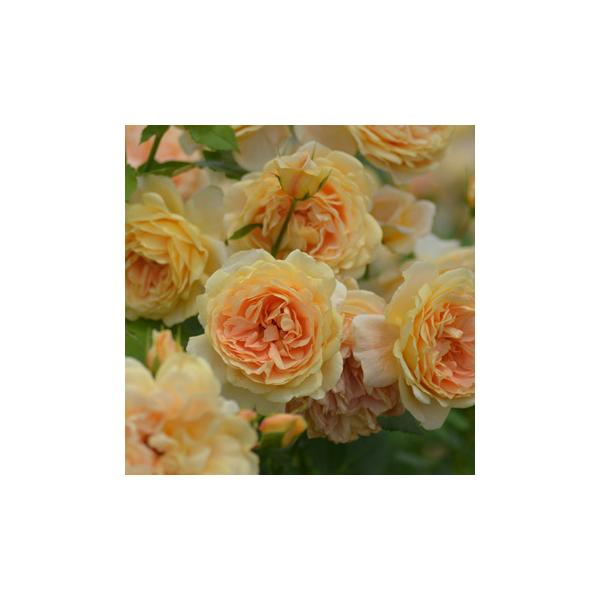 ExE|[icj@s_ѐYȁ@o^it@7A@͖{o@Kawamoto Brand Roses@lG炫@oc