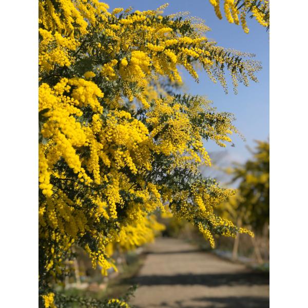 アカシア 鉢 植木 盆栽の人気商品 通販 価格比較 価格 Com