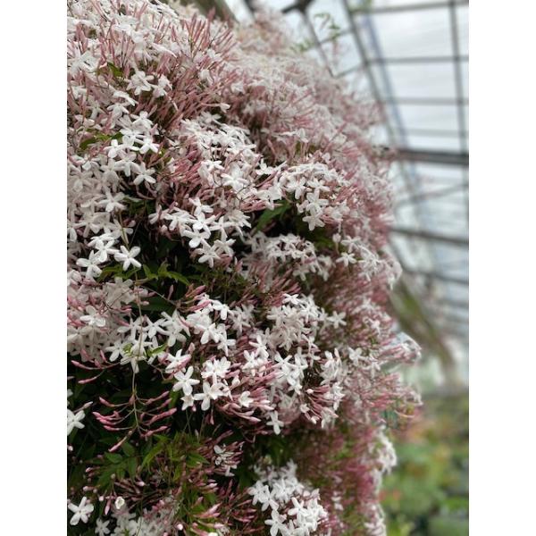 Jasmine和名：ソケイ別名：ツルマツリ学名：jasminum polyanthumモクセイ科　ヤスミヌム属　春に白い花を株いっぱいに咲かせ、とてもよい香りのするつる性植物です。鉢植えにして支柱を立てて栽培してください。関東以南の暖地では...