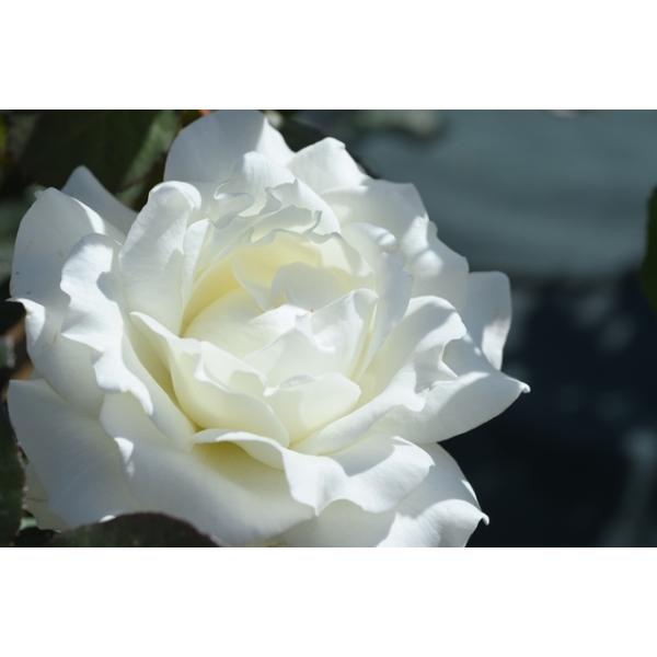 バラ 苗 ホワイト」の人気商品一覧 | 安い商品を通販サイトから探す