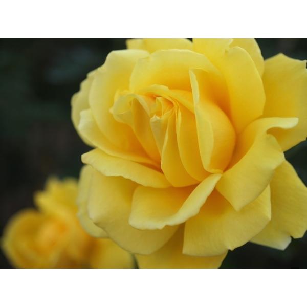 ogafarm_20000017