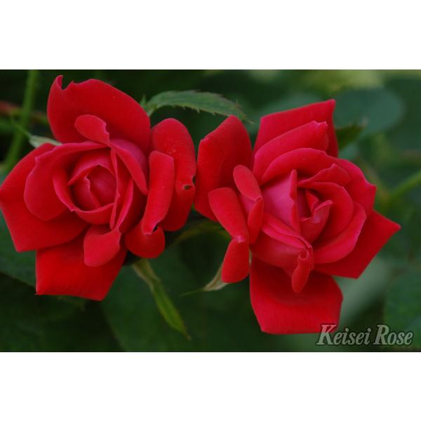 ダブル ノックアウト バラ苗 四季咲き中輪房咲き系 大苗予約 農林水産省 登録品種 大神ファームyahoo 店 通販 Yahoo ショッピング