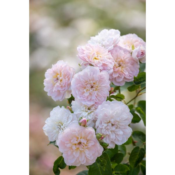 GUxX (Ausmajesty)iocFCObV[Yjc\@7A@s_ѐYȁ@o^it