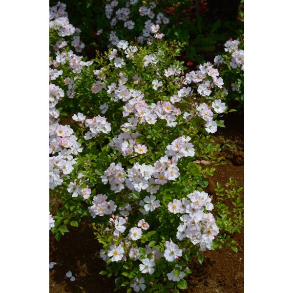 X^[[EXJCiocFVu[Yjc\@s_ѐYȁ@o^it7A@RfX