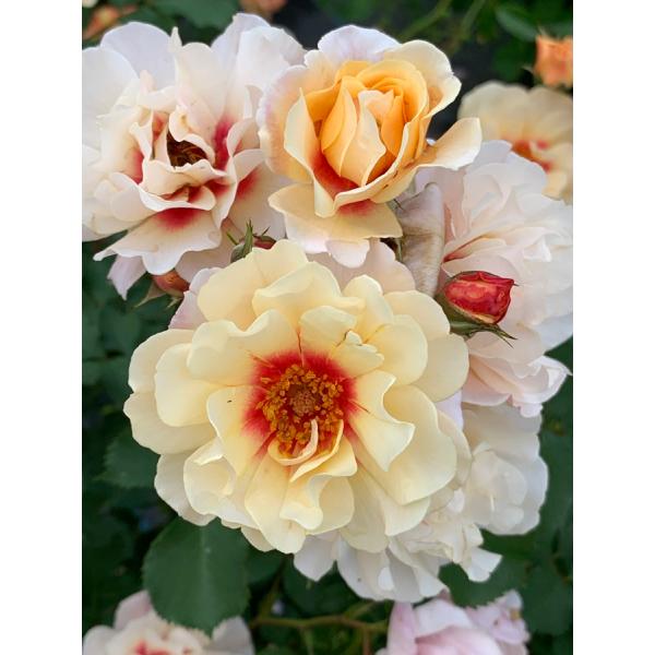 ogafarm_20000364
