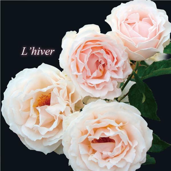 ogafarm_20000401