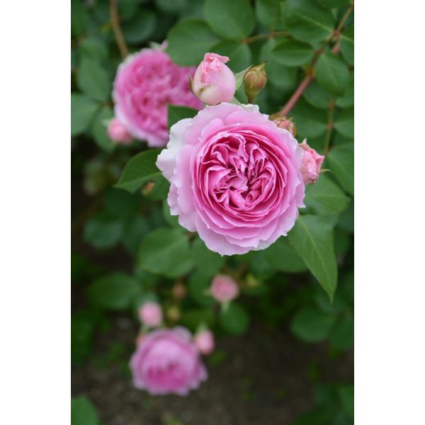 ogafarm_20000413