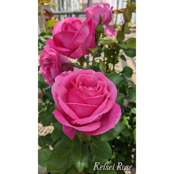 ディジリー（バラ苗：四季咲き大輪系）大苗 《農林水産省 品種登録出願