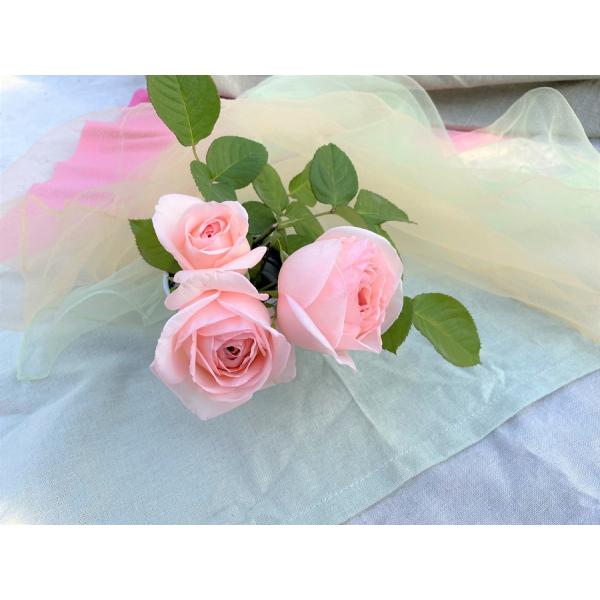 ogafarm_20000431