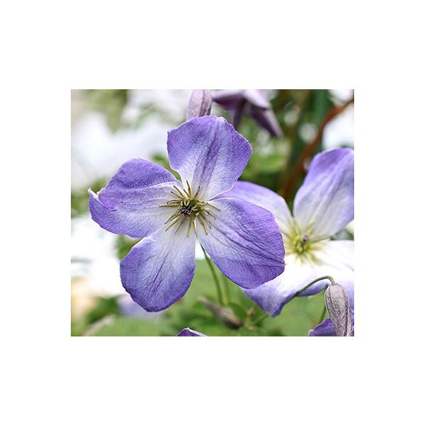 [Release date: February 28, 2026]Clematis  ’Maria Lagoon’及川フラグリーンのオリジナル品種です。花期：5〜10月花径：5〜7cm丈：2〜3m剪定：強ビチセラ系の品種。マットな質感の青色...