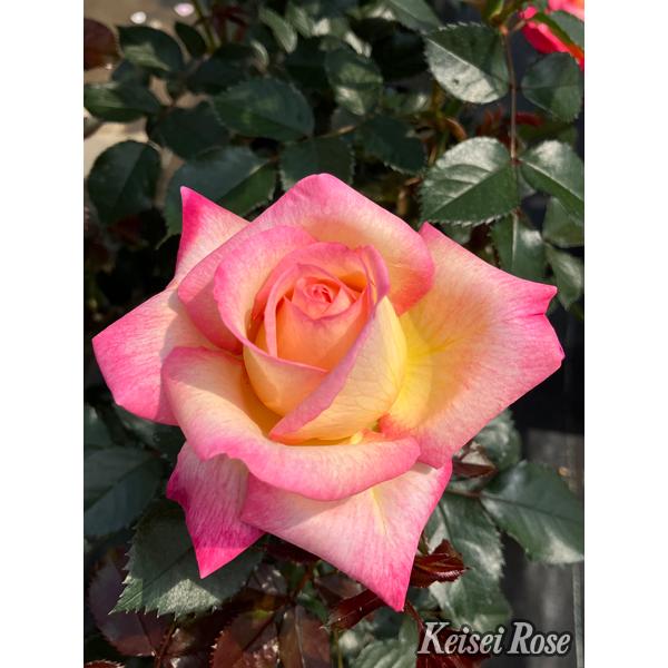 オール4切花バラ大苗 オール4切花バラ大苗