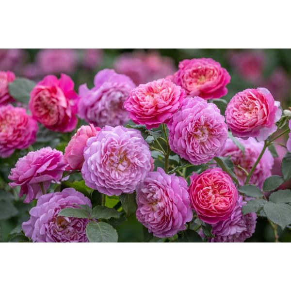 【専用】イヴスプラッシュ&ウィザード&アブラカタブラ バラ苗 薔薇 苗 エマ・ブリッジウォーター(Ausb44a16)（バラ苗：イングリッシュローズ