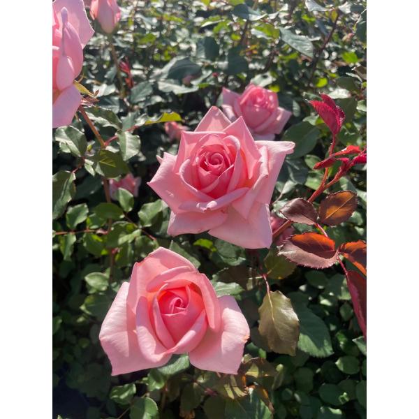 ogafarm_20000512