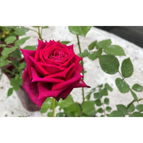 ogafarm_20000513