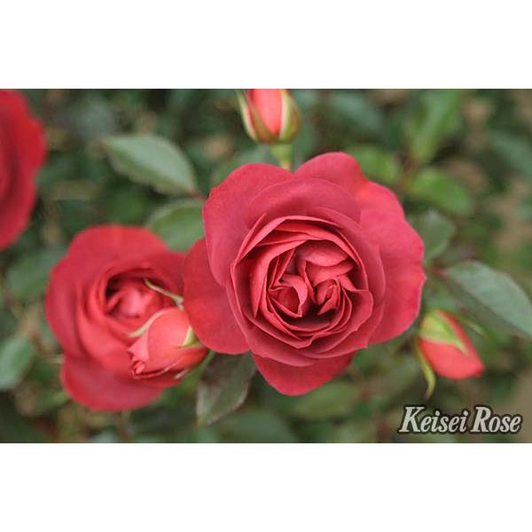 コーヒー・オベーション（大苗） 7号鉢植え バラ苗 《農林水産省 登録