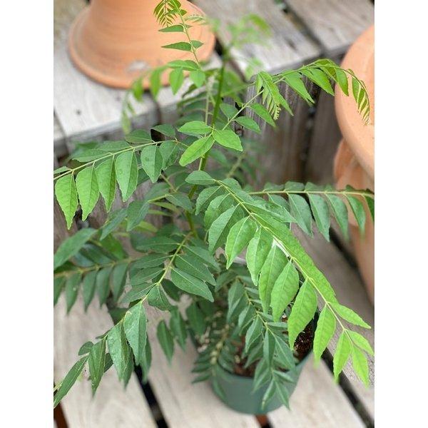 ハーブ苗 お料理用 ギガランキングｊｐ