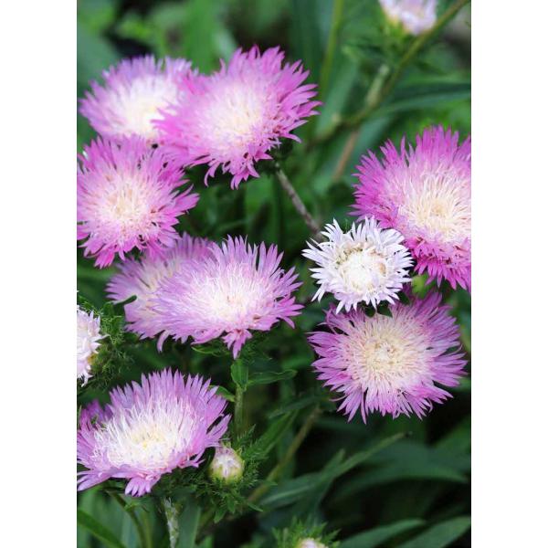 XgPVA e J[zC[ f@hi10.5cm|bgj