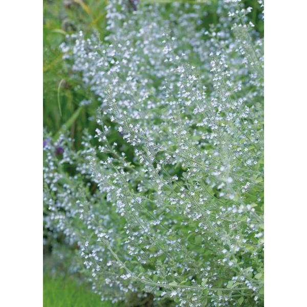 カラミンサ苗 カラミンサ3～3.5号ポット2株セット の通販 | 園芸ネット