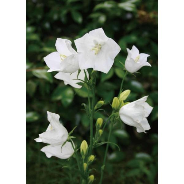 Jpj e p[VtHA Aof@10.5cm|bg@h