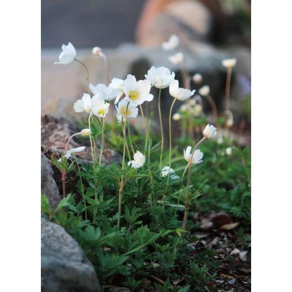 アネモネ 苗の人気商品 通販 価格比較 価格 Com