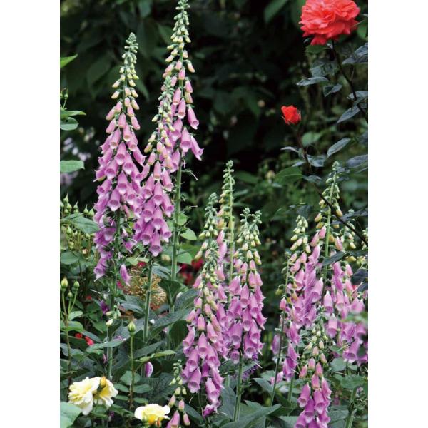 WM^X e sNVp fihj10.5cm|bg