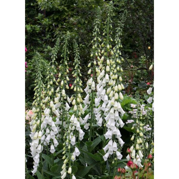 WM^X fp[vA Aofihj10.5cm|bg