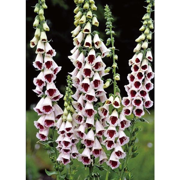 WM^X e pY`CX fihj10.5cm|bg