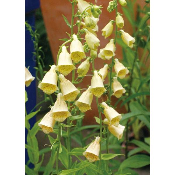 WM^X e OfBt[ fihj10.5cm|bg