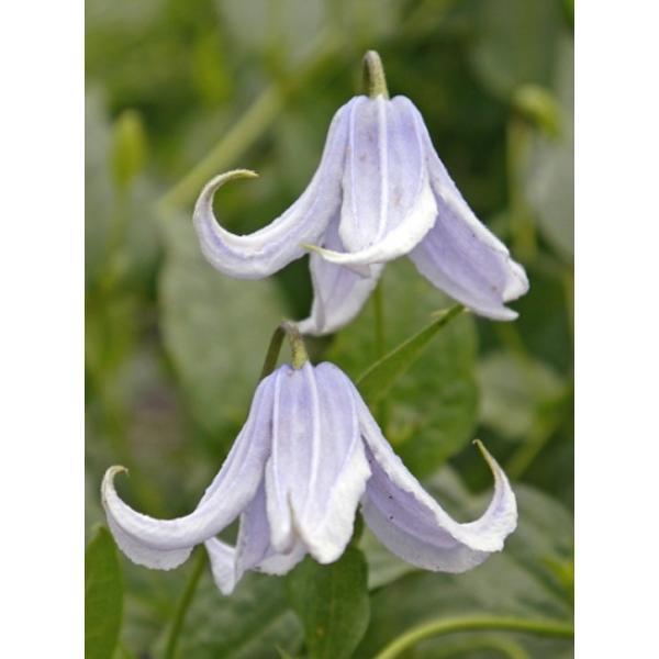 N}`X@fpXeEu['@12cm|bg