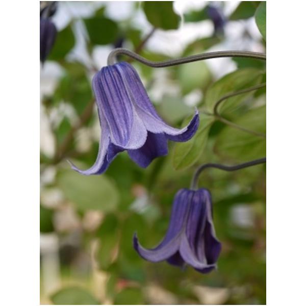 N}`X@fU'iČji낤j@12cm|bg