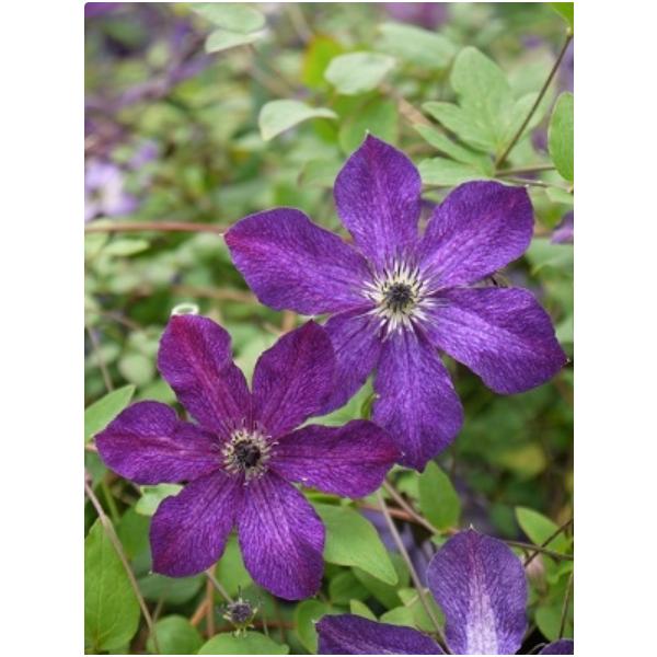 N}`X@fiCgEx['iiCgEF[j@12cm|bg