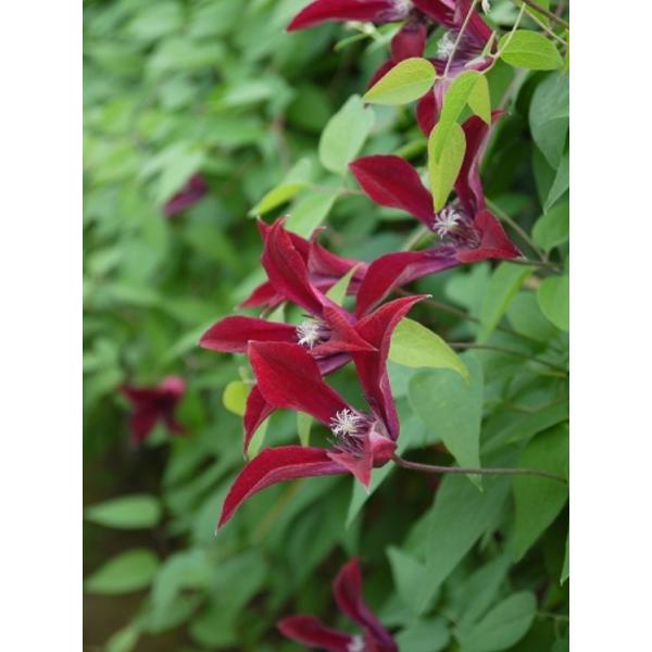 N}`X@fOCu^CEr[eB'iOxeBEr[eBj@13.5cm|bg