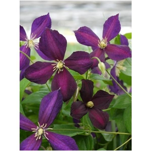 N}`X@f~PeB['i~Pej@nFWbN}j[n@V}炫@12cm|bg