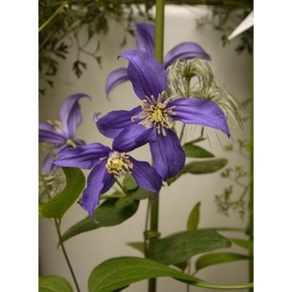 N}`X@fw_[\j[@nFCeOtHAn@V}炫@12cm|bg