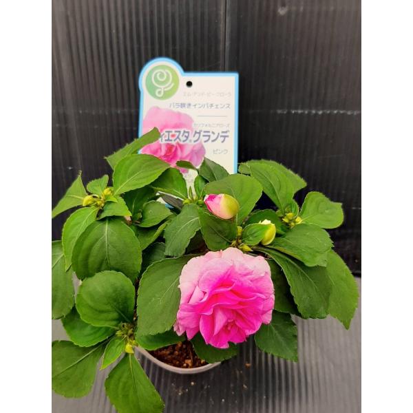 宿根草 ハーブ みんな探してる人気モノ 宿根草 ハーブ