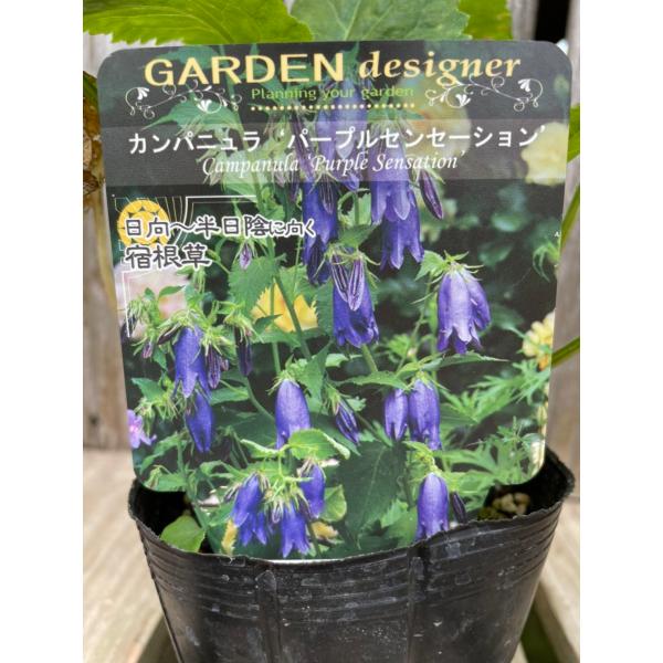 カンパニュラ・パープル・センセーション 宿根草 10.5cmポット : 大神