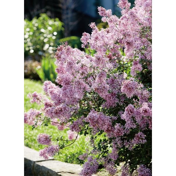 苗 ライラックの人気商品 通販 価格比較 価格 Com