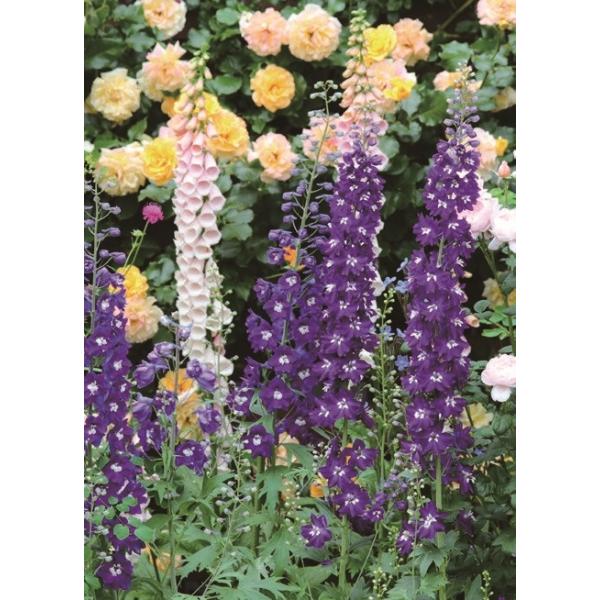 ftBj[ e ubNiCgf @ϊh@10.5cm|bg