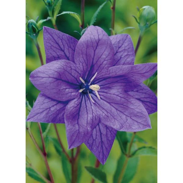 LLE e nRlu[ f@ϊh@d炫@10.5cm|bg