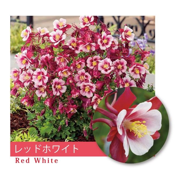 ANCMAimI_}Lj@hA[[o[hEbhzCgh@h@9cm|bg