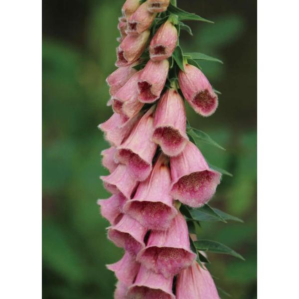 WM^XitHbNXO[uj@ eglVXf@ϊh@10.5cm|bg