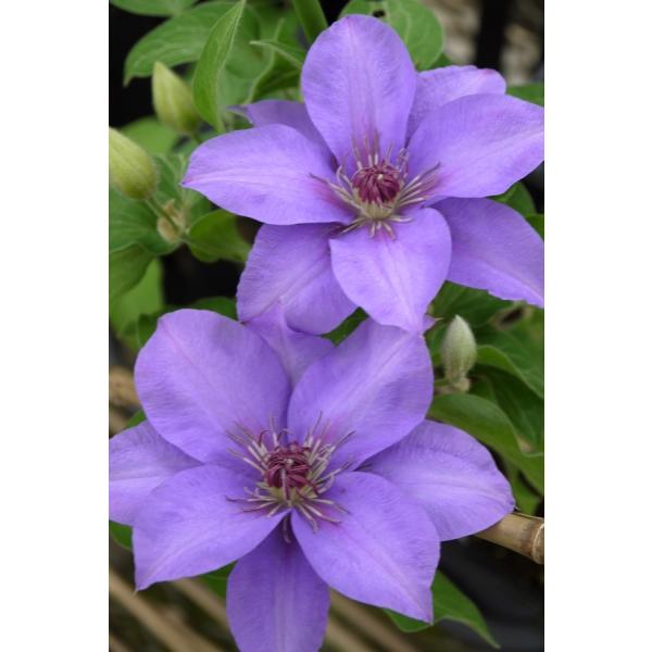 N}`X@fGX^[f@}炫@12cm|bg