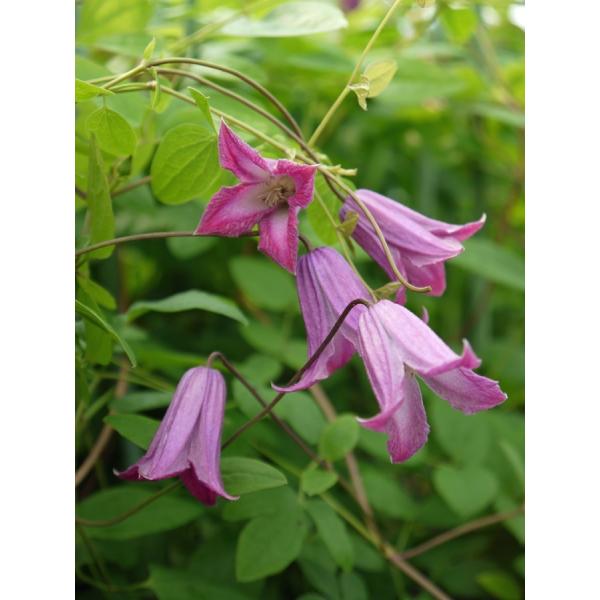 N}`X@fxfinFeLZVXArIinj12cm|bg