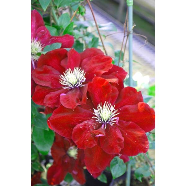 N}`X@fVCfiChGr\RNVj@}炫@12cm|bg