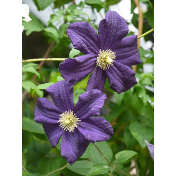 N}`X@fgJgCigJgjf@12cm|bg