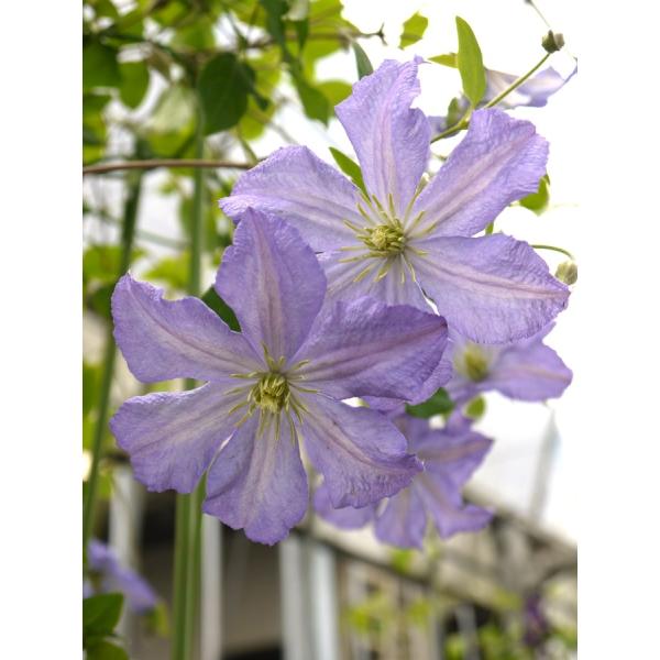 N}`X@fvXE`[Yf@12cm|bg