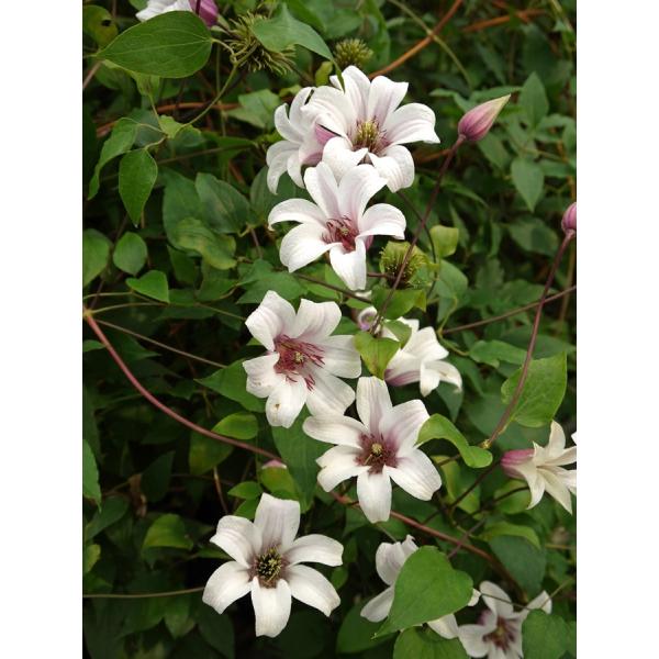 N}`X@fvZXEPCgf@12cm|bg